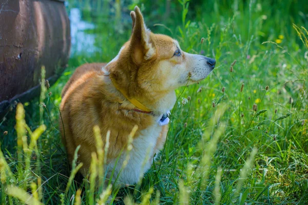 Gouden Hond Van Corgi Fokt Voor Een Wandeling Het Platteland — Stockfoto