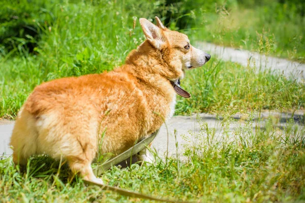 Cão Ouro Raça Corgi Para Passeio Campo Torno Lago Vida — Fotografia de Stock