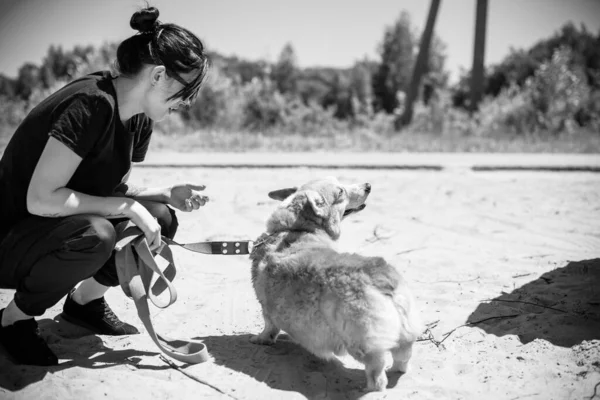 Perro Oro Raza Corgi Para Paseo Por Campo Alrededor Del — Foto de Stock