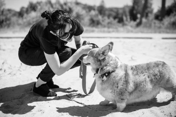 Perro Oro Raza Corgi Para Paseo Por Campo Alrededor Del — Foto de Stock