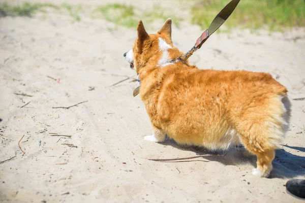 Gyllene Hund Corgi Ras För Promenad Landsbygden Runt Sjön Djurs — Stockfoto