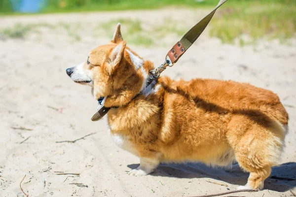 Cane Oro Razza Corgi Una Passeggiata Campagna Intorno Lago Vita — Foto Stock