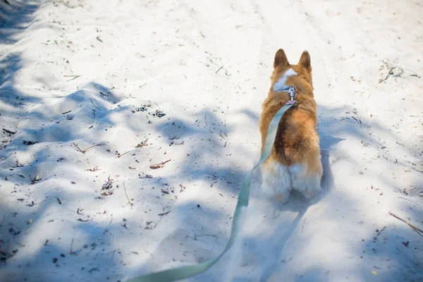 Golden dog of Corgi breed for a walk at countryside around lake. The life of pets