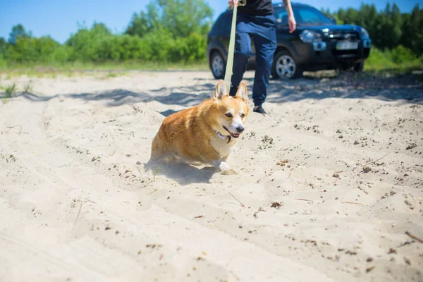 科吉的金狗在湖畔的乡村散步 宠物的生活 — 图库照片