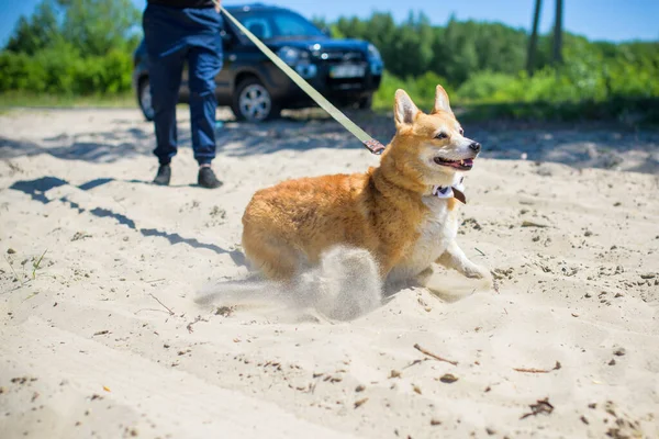 Golden dog of Corgi breed for a walk at countryside around lake. The life of pets