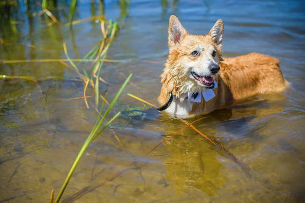 Golden dog of Corgi breed for a walk at countryside around lake. The life of pets