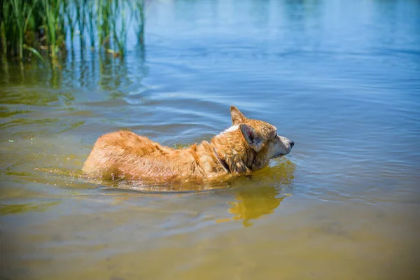 Golden dog of Corgi breed for a walk at countryside around lake. The life of pets