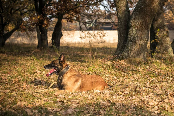 ベルギーの羊飼いマリノス品種 散歩中の上級犬 ペットの命 動物と人間の関係の概念 — ストック写真