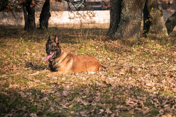 Owczarek Belgijski Rasy Malinois Starszy Pies Spacerze Życie Zwierząt Domowych — Zdjęcie stockowe