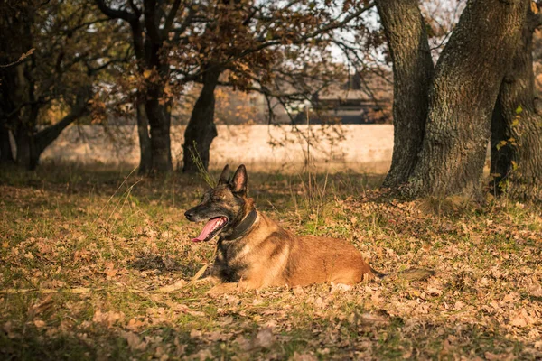 Belgický Ovčák Malinois Starší Pes Procházce Život Domácích Mazlíčků Pojetí — Stock fotografie