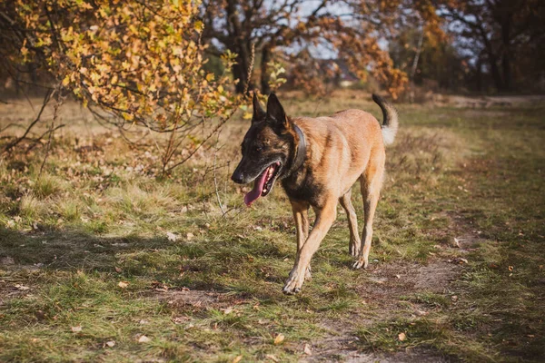 Belgian Shepherd Malinois breed. Senior dog at walk. Life of pets. Concept of relationship animals and human
