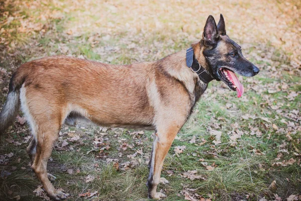 Belgian Shepherd Malinois breed. Senior dog at walk. Life of pets. Concept of relationship animals and human