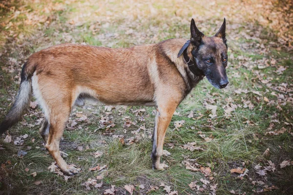 Belçika Çobanı Malinois Cinsi Yürüyüşteki Son Sınıf Köpeği Evcil Hayvan — Stok fotoğraf