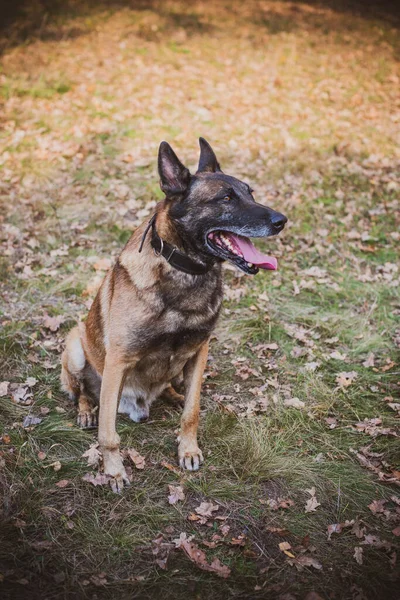 Belçika Çobanı Malinois Cinsi Yürüyüşteki Son Sınıf Köpeği Evcil Hayvan — Stok fotoğraf