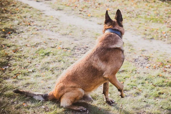 Бельгийская Овчарка Малинуа Старшая Собака Прогулке Жизнь Домашних Животных Концепция — стоковое фото