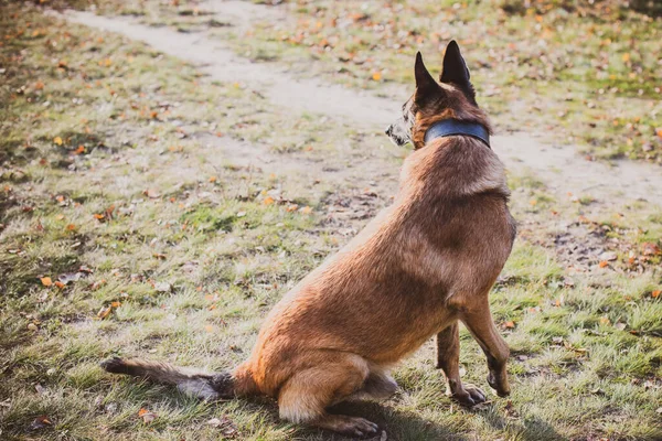 Belgischer Schäferhund Malinois Rasse Seniorenhund Beim Gassigehen Das Leben Der — Stockfoto