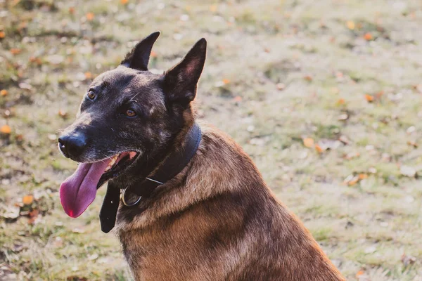 Belgian Shepherd Malinois breed. Senior dog at walk. Life of pets. Concept of relationship animals and human