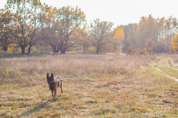 Pastor Belga Raça Malinois Cão Sénior Andar Vida Animais Estimação — Fotografia de Stock