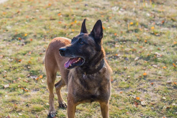 Belgian Shepherd Malinois breed. Senior dog at walk. Life of pets. Concept of relationship animals and human