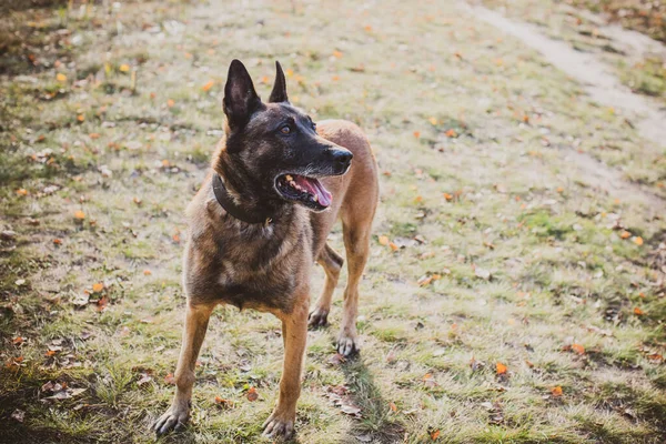 Belgischer Schäferhund Malinois Rasse Seniorenhund Beim Gassigehen Das Leben Der — Stockfoto