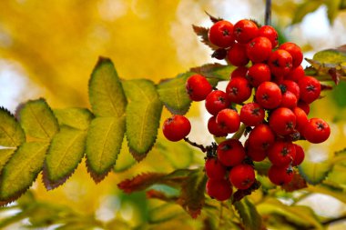 Eski dünya, büyü ritüeller ve kader tahmini için özellikler, bir masa üzerindeki ayrıntılar, okültizm konsepti