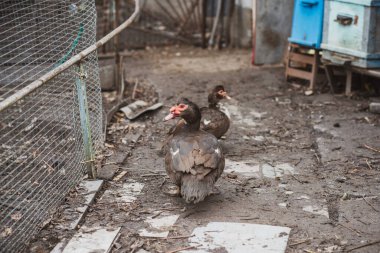 Köyde misk ördeği. Açık havada kuş gözlüyor.