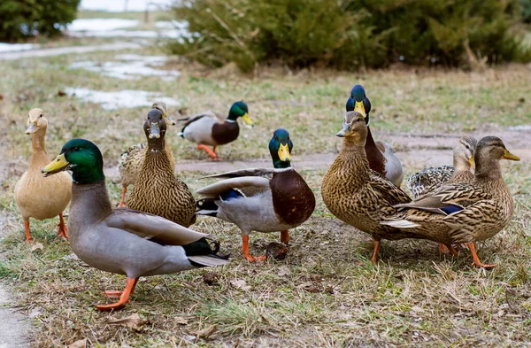 Canards Parc Plein Air Vie Des Oiseaux Observation Des Oiseaux — Photo