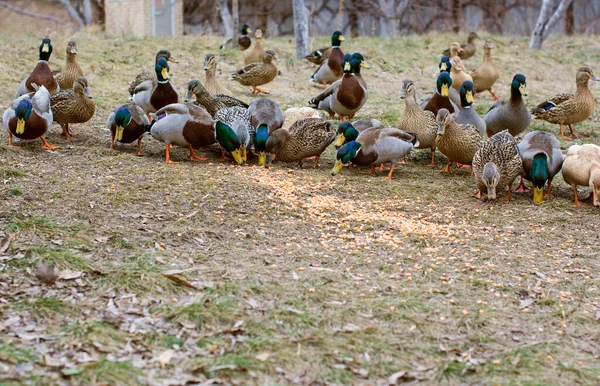 公園の屋外でのアヒル 鳥の生活 バードウォッチング — ストック写真