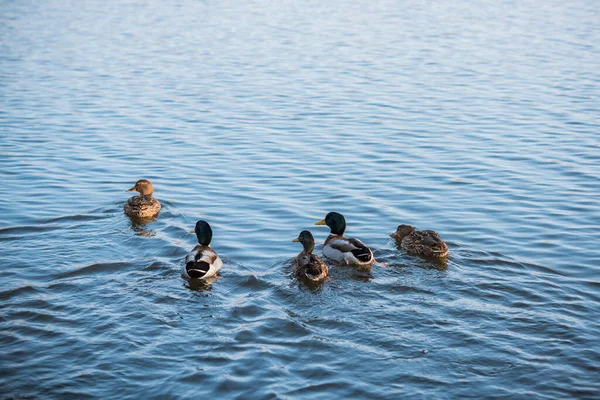 Ducks at lake outdoor, life of birds, birdwatching