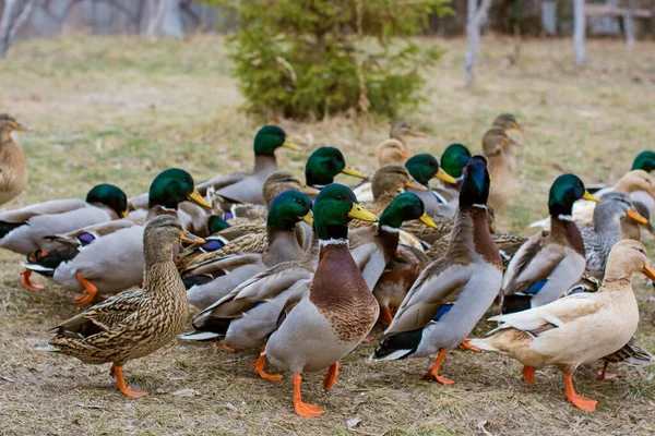 湖の屋外でアヒル 鳥の生活 バードウォッチング — ストック写真