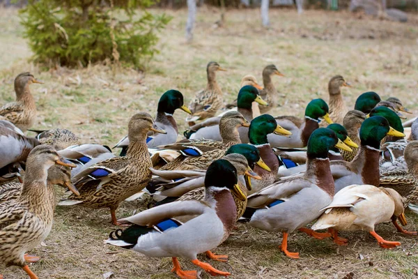 Patos Lago Aire Libre Vida Las Aves Observación Aves — Foto de Stock