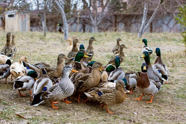 Ducks Lake Outdoor Life Birds Birdwatching — Stock Photo, Image