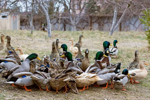 湖の屋外でアヒル 鳥の生活 バードウォッチング — ストック写真