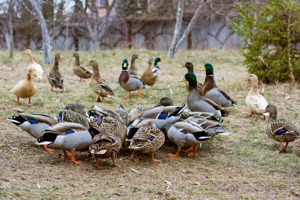 Patos Lago Aire Libre Vida Las Aves Observación Aves — Foto de Stock