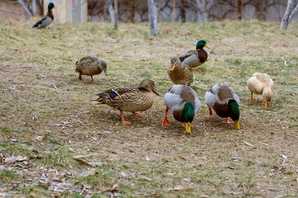 Ducks at lake outdoor, life of birds, birdwatching