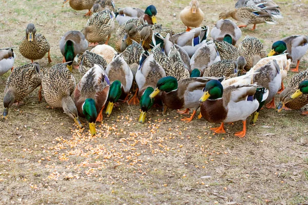 湖の屋外でアヒル 鳥の生活 バードウォッチング — ストック写真