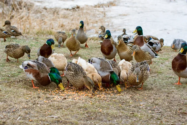 湖の屋外でアヒル 鳥の生活 バードウォッチング — ストック写真