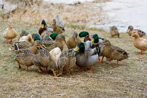 湖の屋外でアヒル 鳥の生活 バードウォッチング — ストック写真