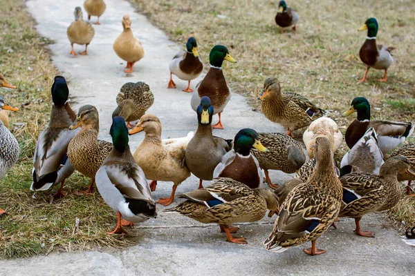 湖の屋外でアヒル 鳥の生活 バードウォッチング — ストック写真