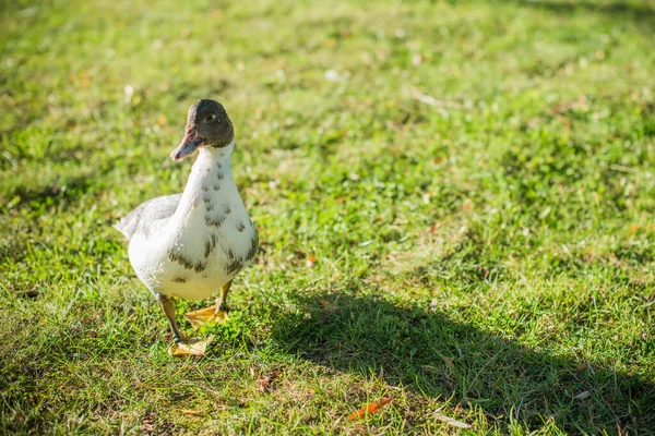 Canards Lac Plein Air Vie Des Oiseaux Observation Des Oiseaux — Photo