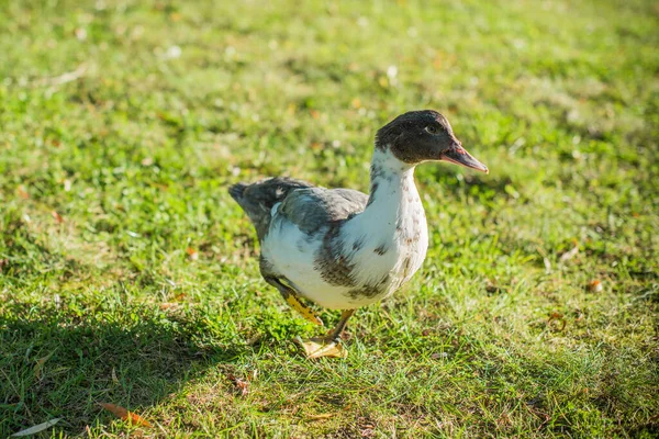 Ducks Lake Outdoor Life Birds Birdwatching — Stock Photo, Image