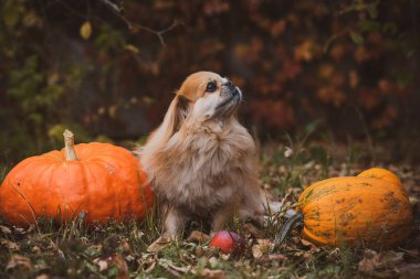 Balkabaklı küçük altın köpek, evcil hayvan konsepti