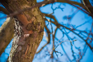 bahar ağacı dalları yakın çekim görüntüsü