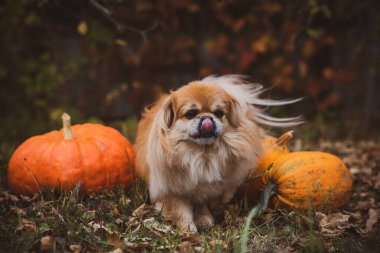 Balkabaklı küçük altın köpek, evcil hayvan konsepti