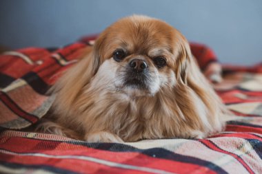 Kırmızı Pekin köpeği yatakta yatıyor.