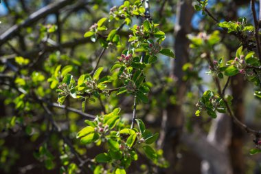 Bahar elması çiçeği yakın plan görüntüsü