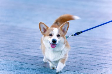 Corgi 'nin küçük kırmızı bir köpeği şehirde tasmalı bir yürüyüşe çıkıyor. Şehirlerdeki köpeklerin hayatı.