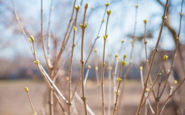 Bahar ağacının dalları yakın çekim görüntüsü