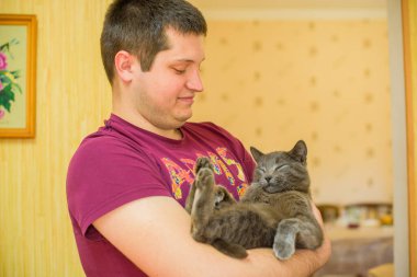 Komik İngiliz mavi kedisi, evcil hayvan ve kedi hayatı, basit neşeli