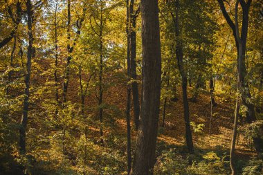 Güzel sonbahar ormanı sahnesi